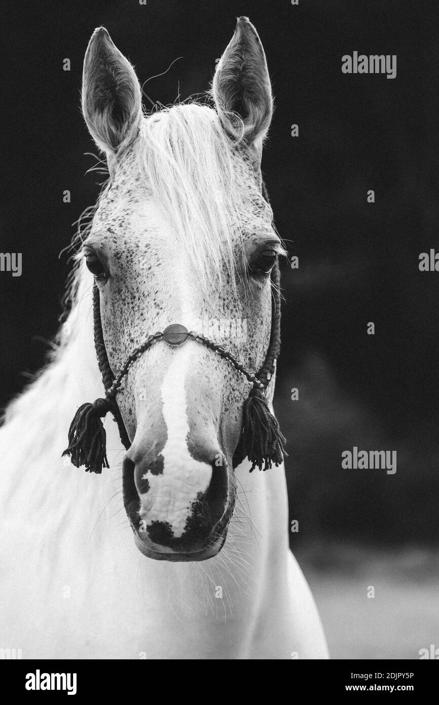 Jument arabe, gros plan Banque D'Images