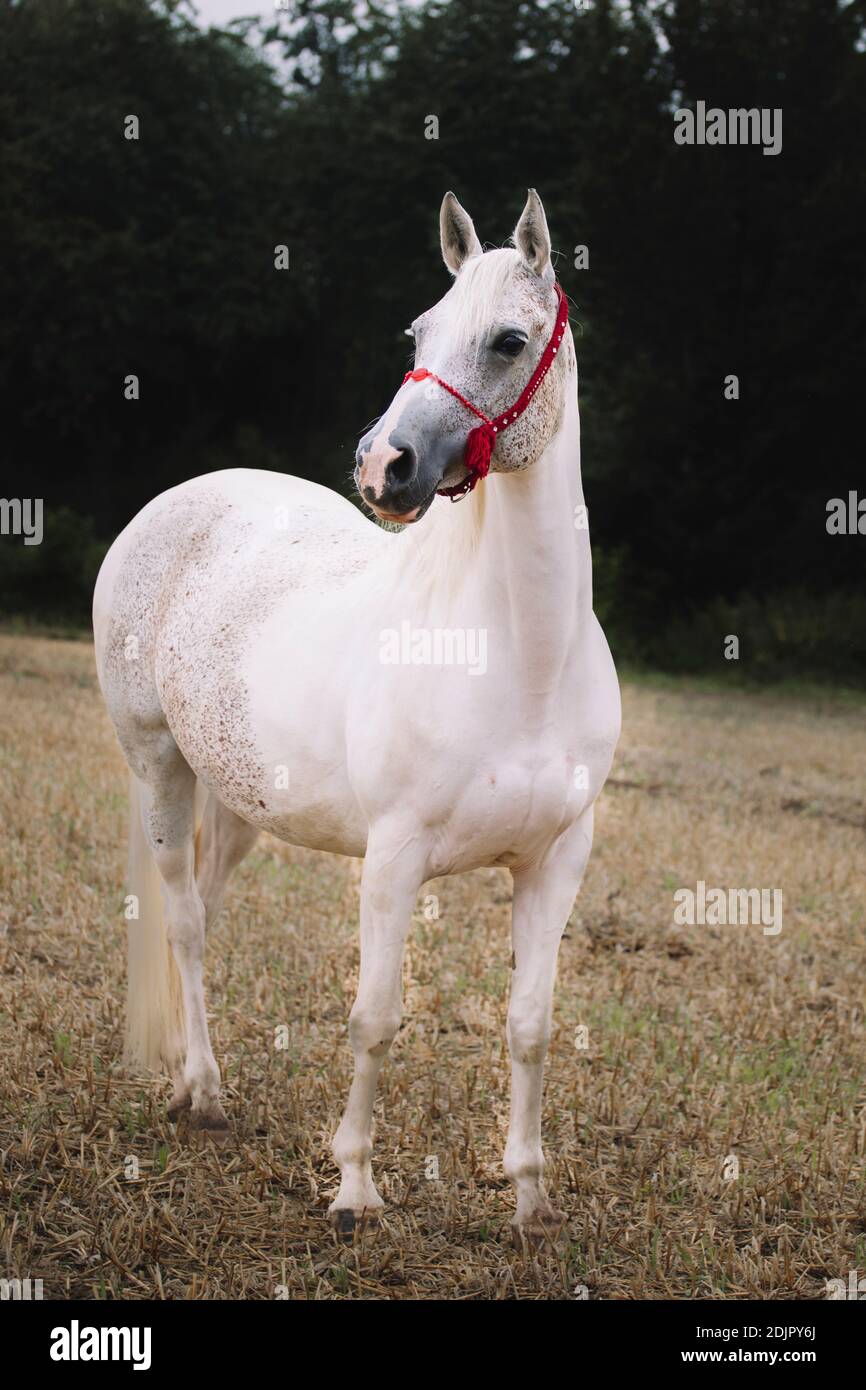 Jument arabe, gros plan Banque D'Images