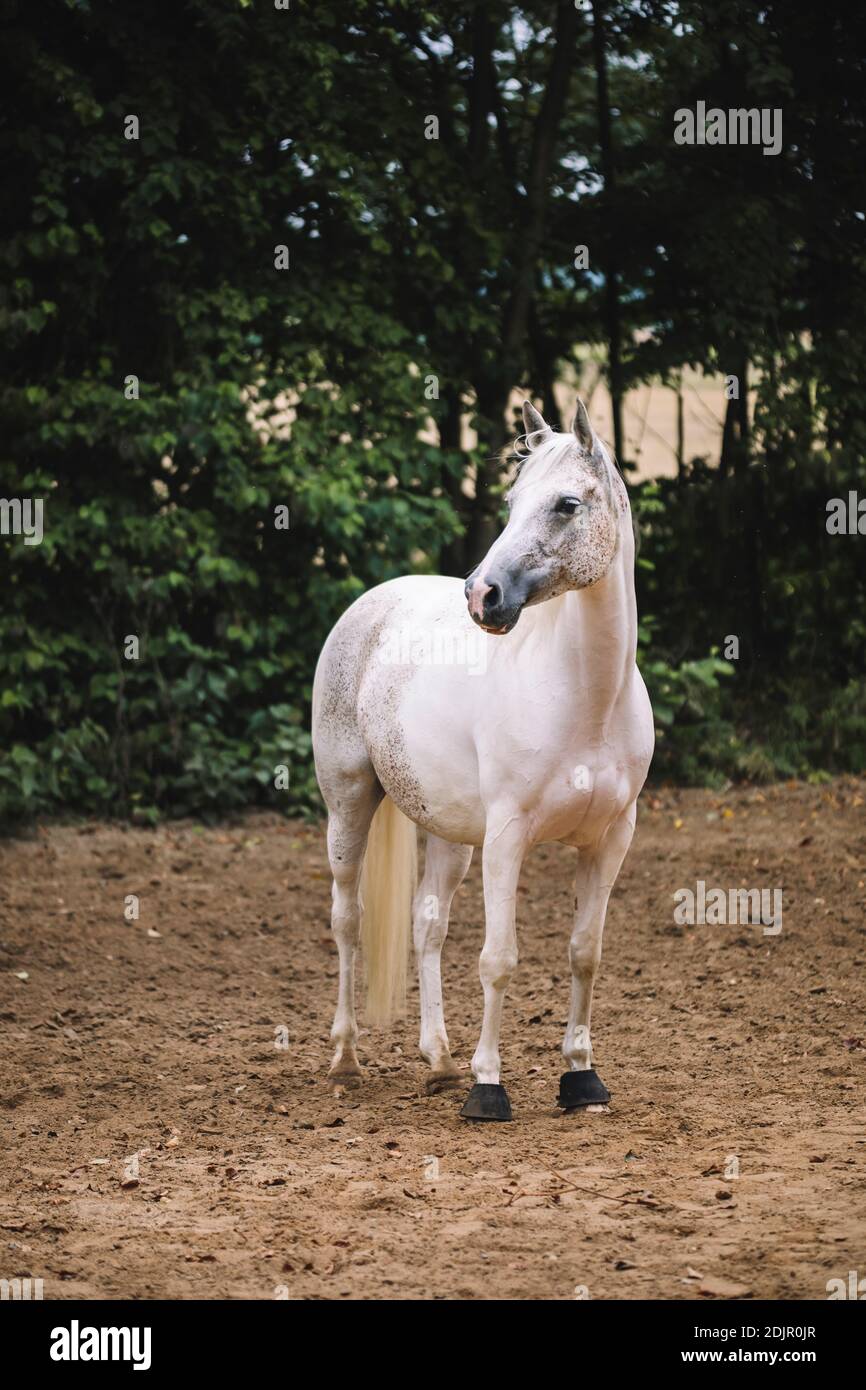 Jument arabe, gros plan Banque D'Images
