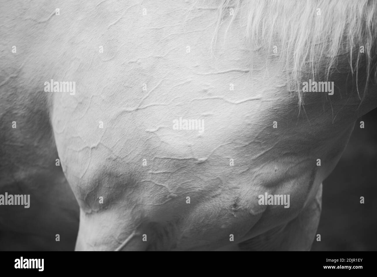 Jument arabe, gros plan Banque D'Images