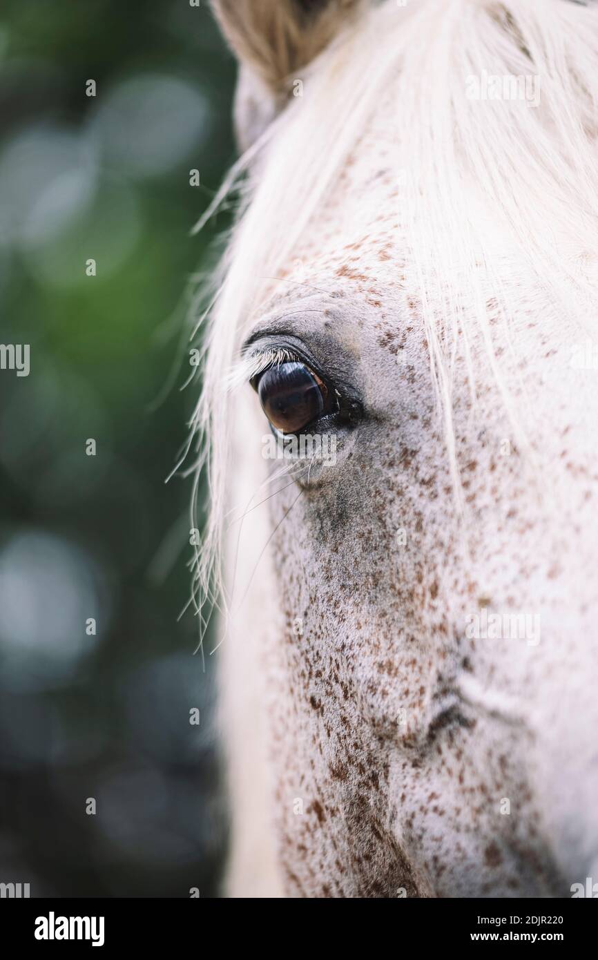 Jument arabe, gros plan Banque D'Images