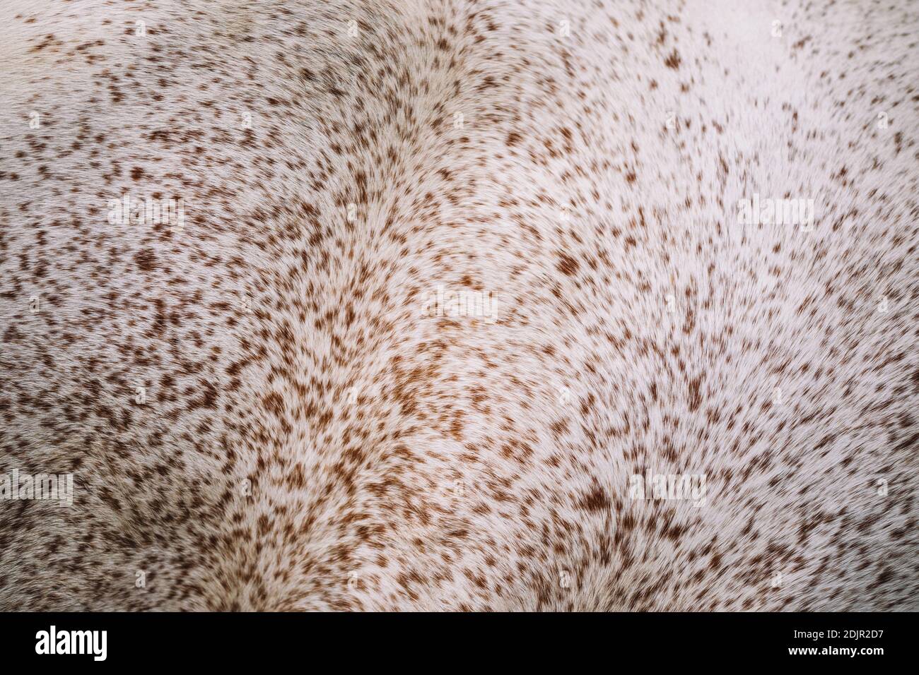 Jument arabe, gros plan Banque D'Images