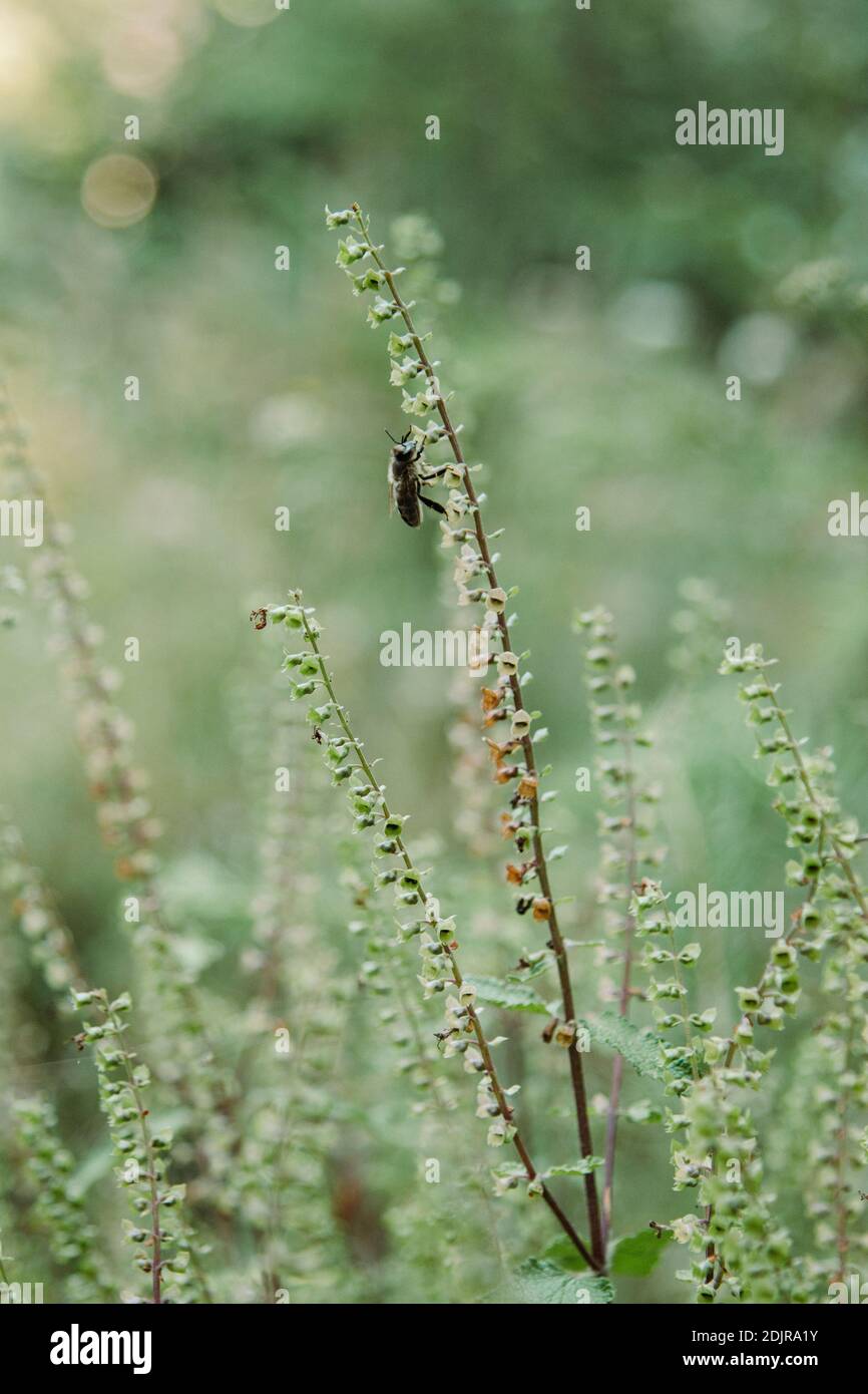 Forêt de Teutoburg, Sage sauvage, Zwickenbachtal Banque D'Images