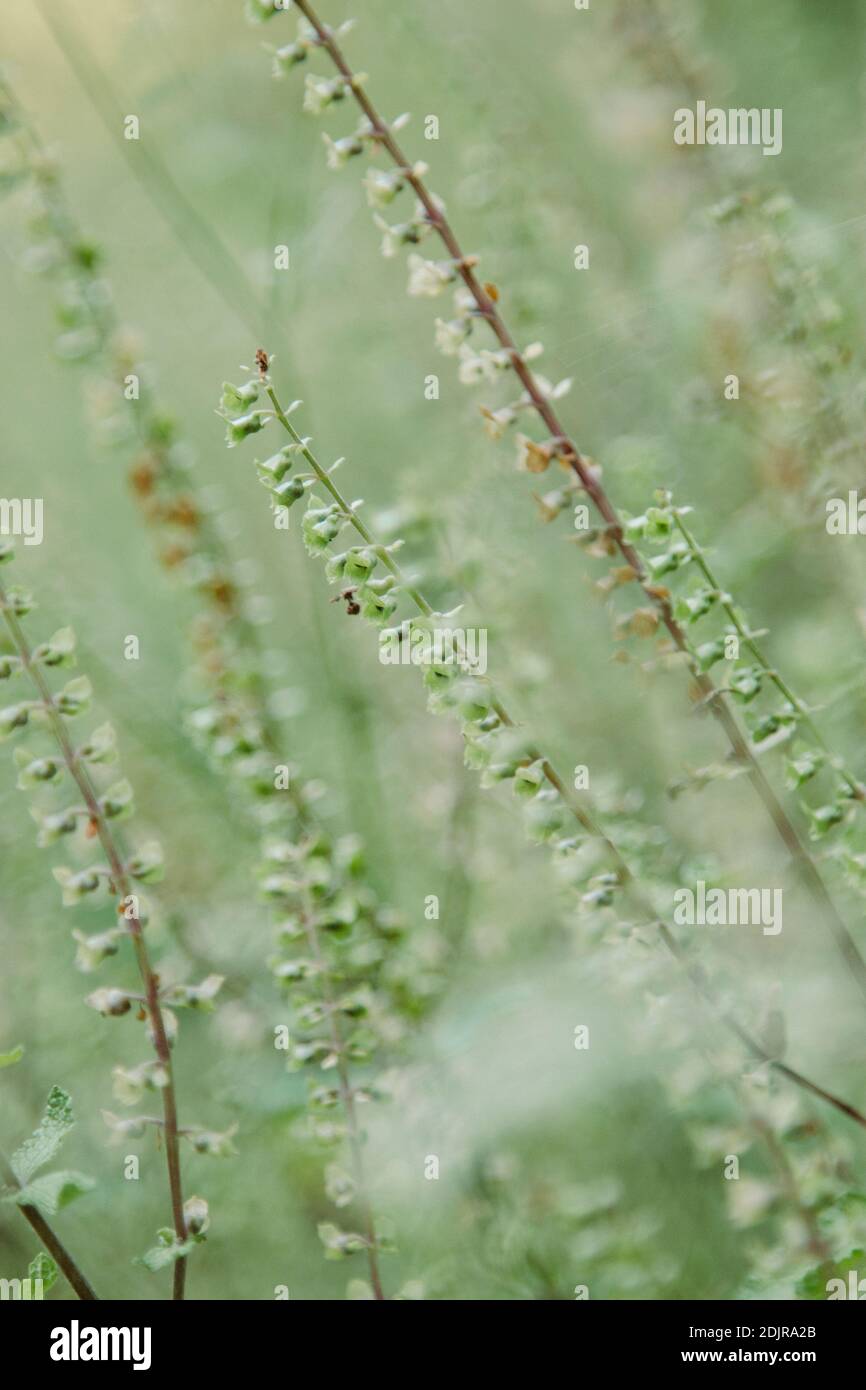 Forêt de Teutoburg, Sage sauvage, Zwickenbachtal Banque D'Images