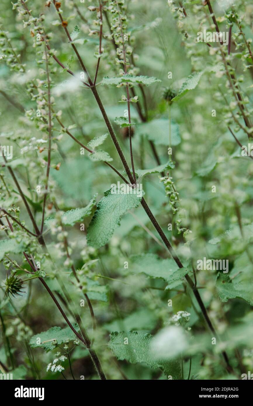Forêt de Teutoburg, Sage sauvage, Zwickenbachtal Banque D'Images