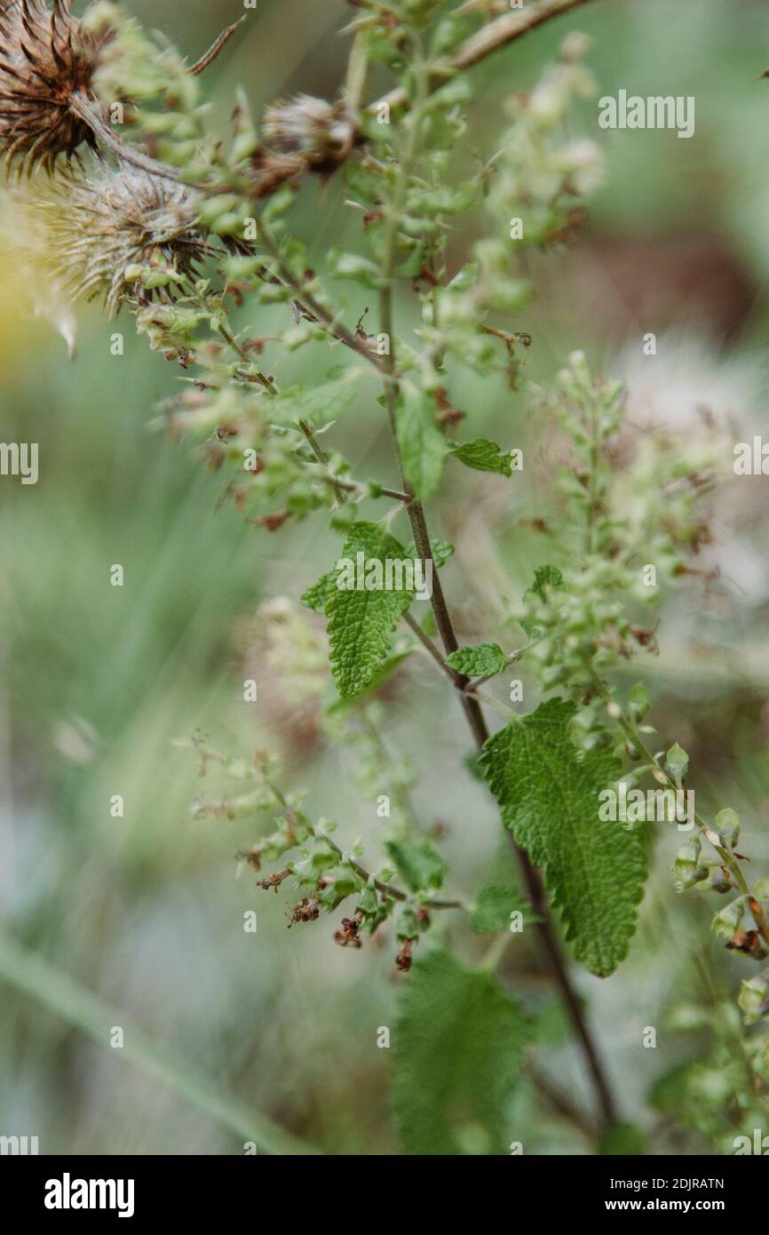 Forêt de Teutoburg, Sage sauvage, Zwickenbachtal Banque D'Images