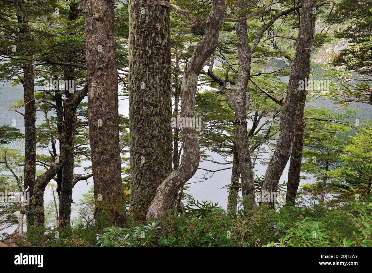 Amérique du Sud, Chili, Pucon, Parc national de Huerqueque, Laguna El Torro Banque D'Images