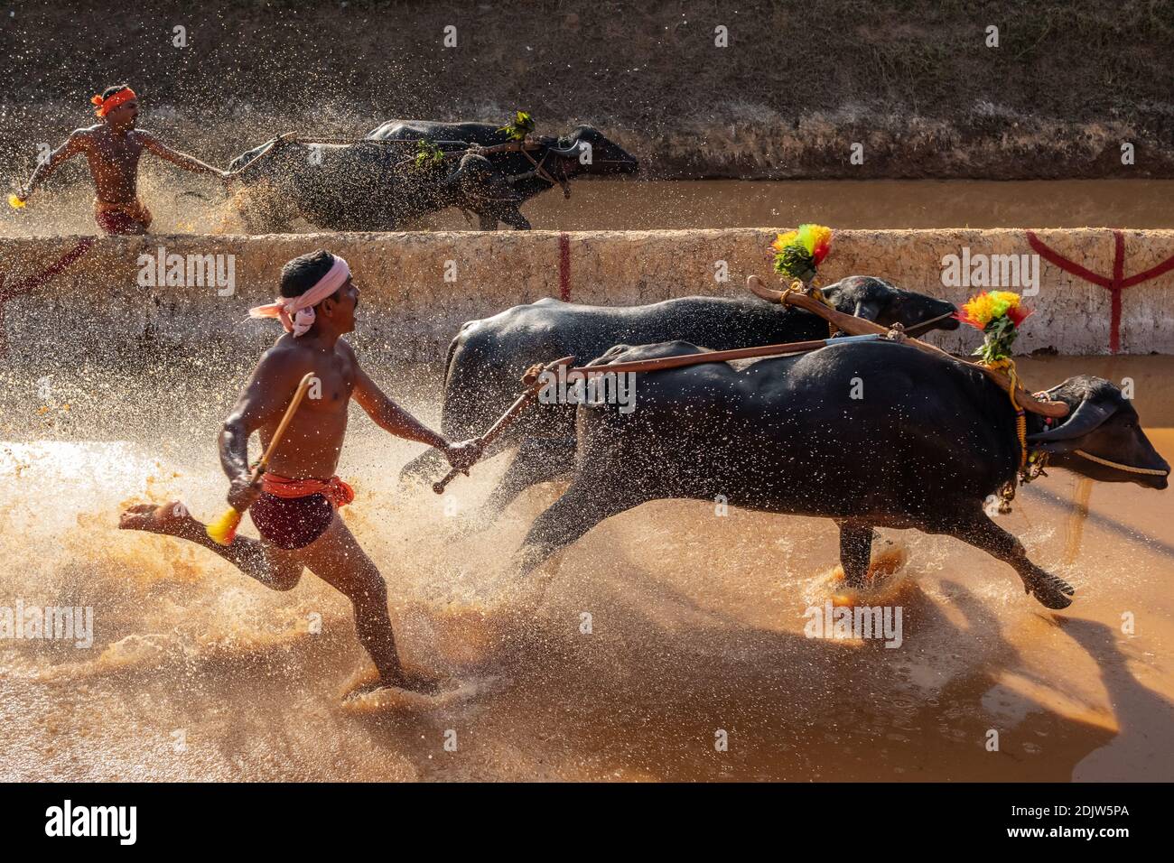 Kambala ou Kambla, une course annuelle de buffles menée dans les rizières de l'État de Karnataka, en Inde Banque D'Images