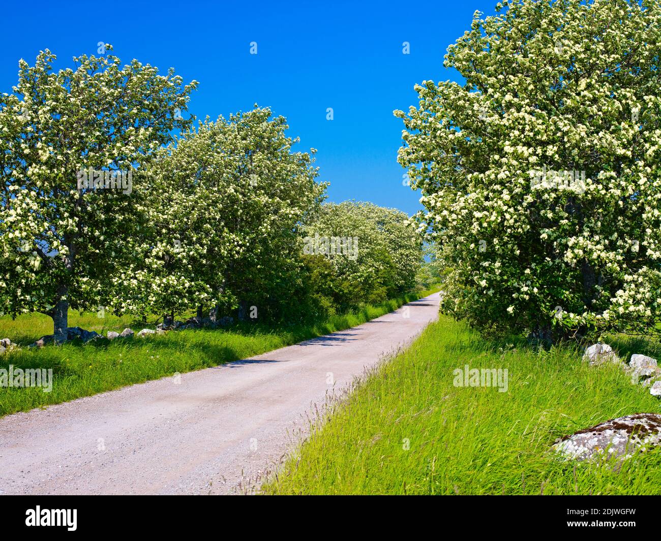 Europe, Suède, Smaland, île d'Öland, whitebeam suédois en fleur (Sorbus intermedia), avenue avec chemin de gravier, près de Lerkaka Banque D'Images