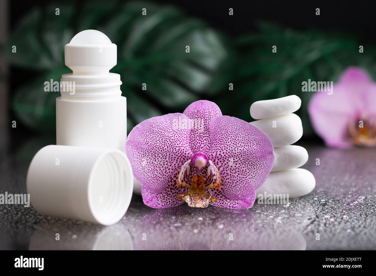 Belle fleur d'orchidée lilas et déodorant à rouler blanc avec pierres blanches et feuilles de monstère, sur fond noir humide Banque D'Images