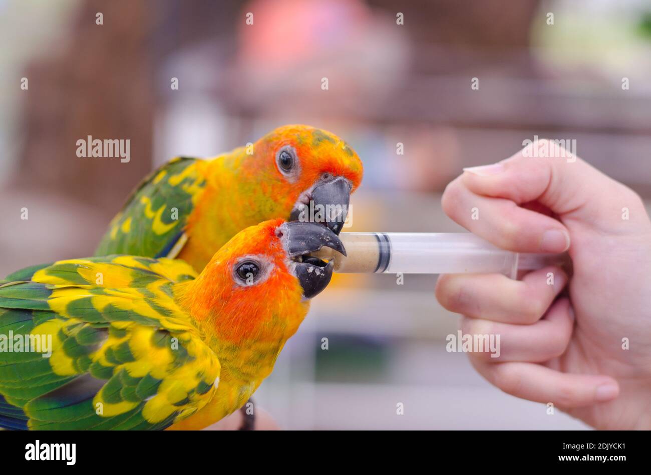 vrais perroquets banque d image et photos alamy