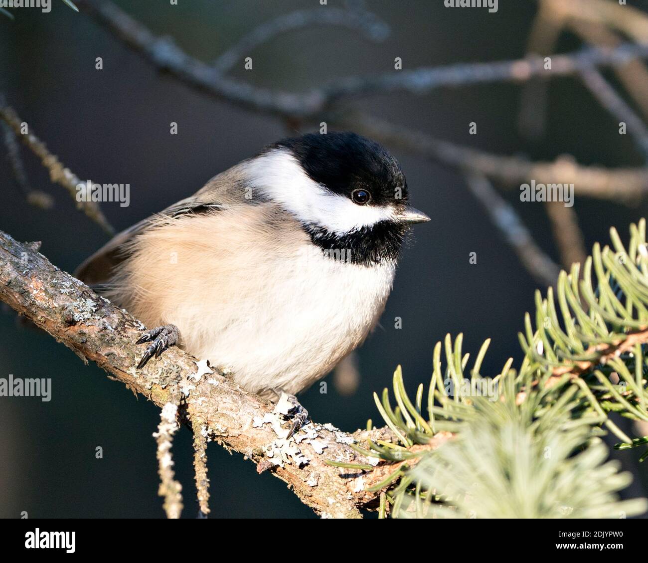 Chickadee perchée sur une branche avec un fond flou dans son habitat et son environnement montrant le plumage de plumes, le corps, la tête, les yeux, le bec, le plumage. Image. Banque D'Images