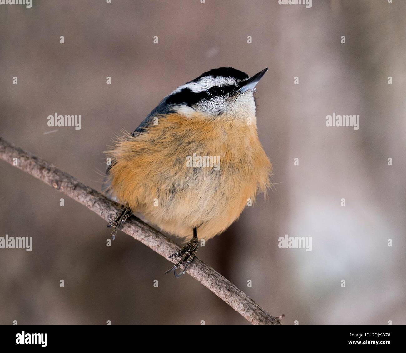 Nuthatch vue rapprochée perchée sur une branche d'arbre dans son environnement et son habitat avec un arrière-plan flou, montrant un plumage de plumes. Banque D'Images