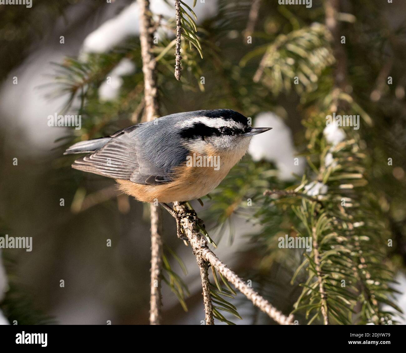 Nuthatch vue rapprochée perchée sur une branche d'arbre dans son environnement et son habitat avec un arrière-plan de branche d'aiguille de sapin flou, montrant des plumes. Banque D'Images