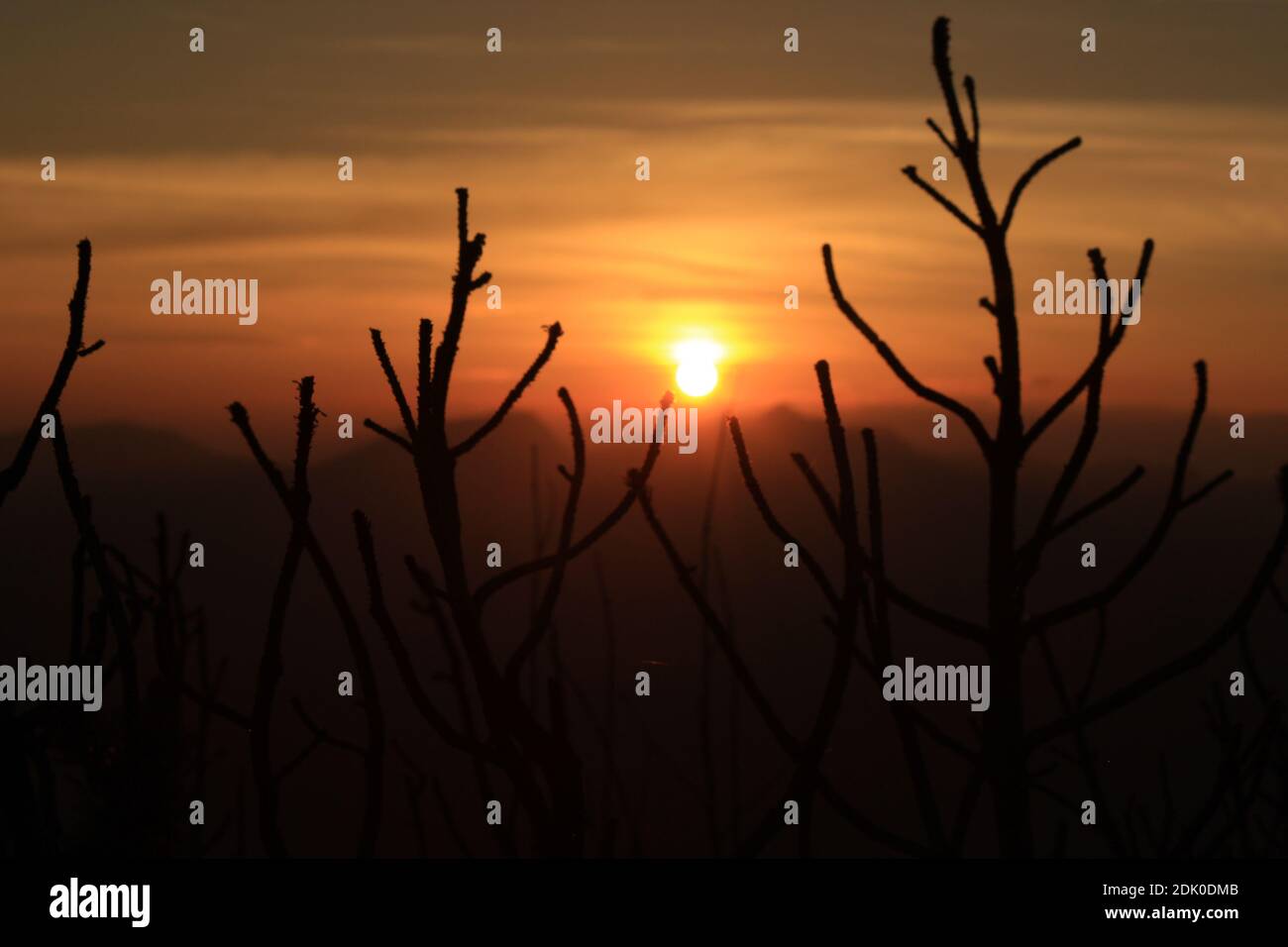 pins de montagne morts au coucher du soleil Banque D'Images