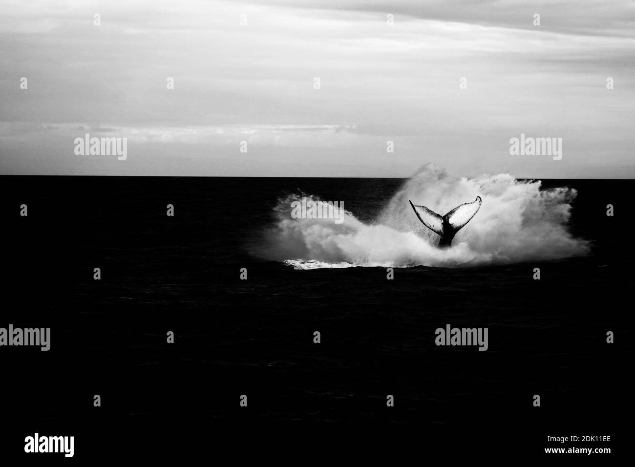 Whale Splash Banque D'Images
