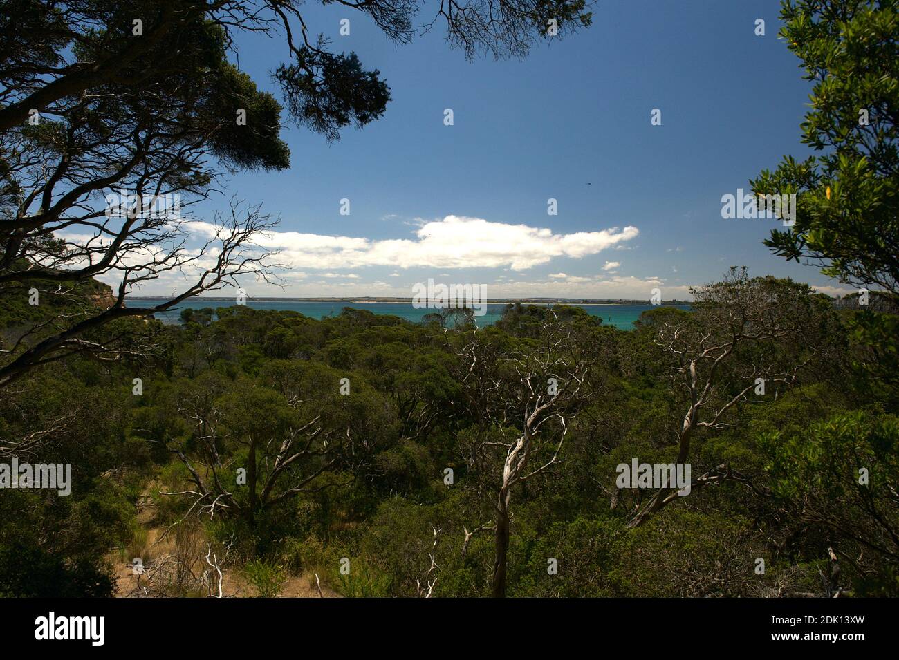 Une scène côtière depuis la baie de Port Phillip à Victoria, en Australie.  Tout le côté est de la baie avait un gommage dense du Tea Tree comme  celui-ci, mais il a