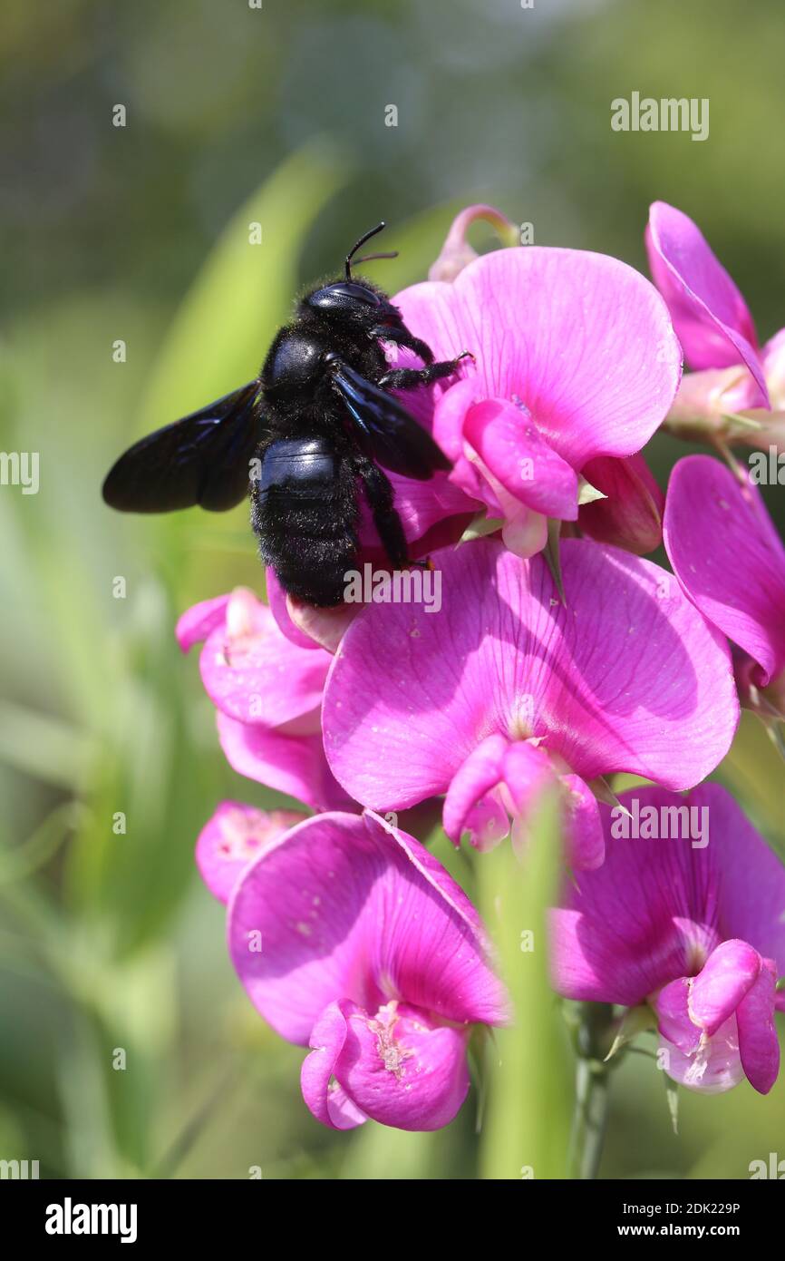 Abeille en bois, grande abeille en bois bleu, abeille en bois bleu-noir, abeille en bois à ailes violettes, Xylocopa violacea, vetch, vetch, pois à feuilles larges, Lathyrus latifolius, plantes vivaces, pâturage d'abeille, abeille sauvage Banque D'Images