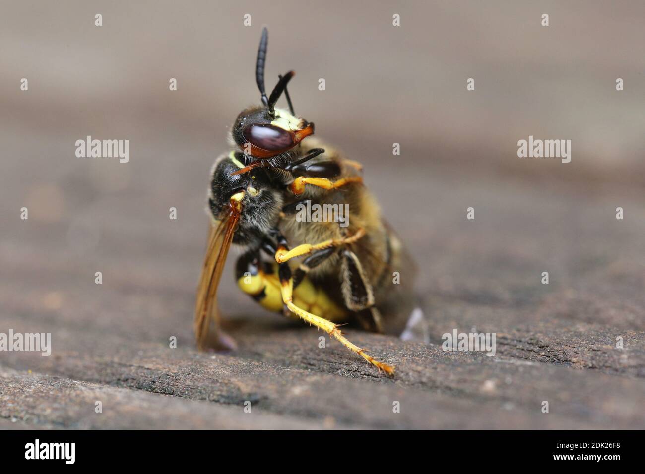 Beewolf, Philanthus triangulum, abeille, guêpe creuse, abeille femelle, abeille femelle tue l'abeille avec une piqûre Banque D'Images