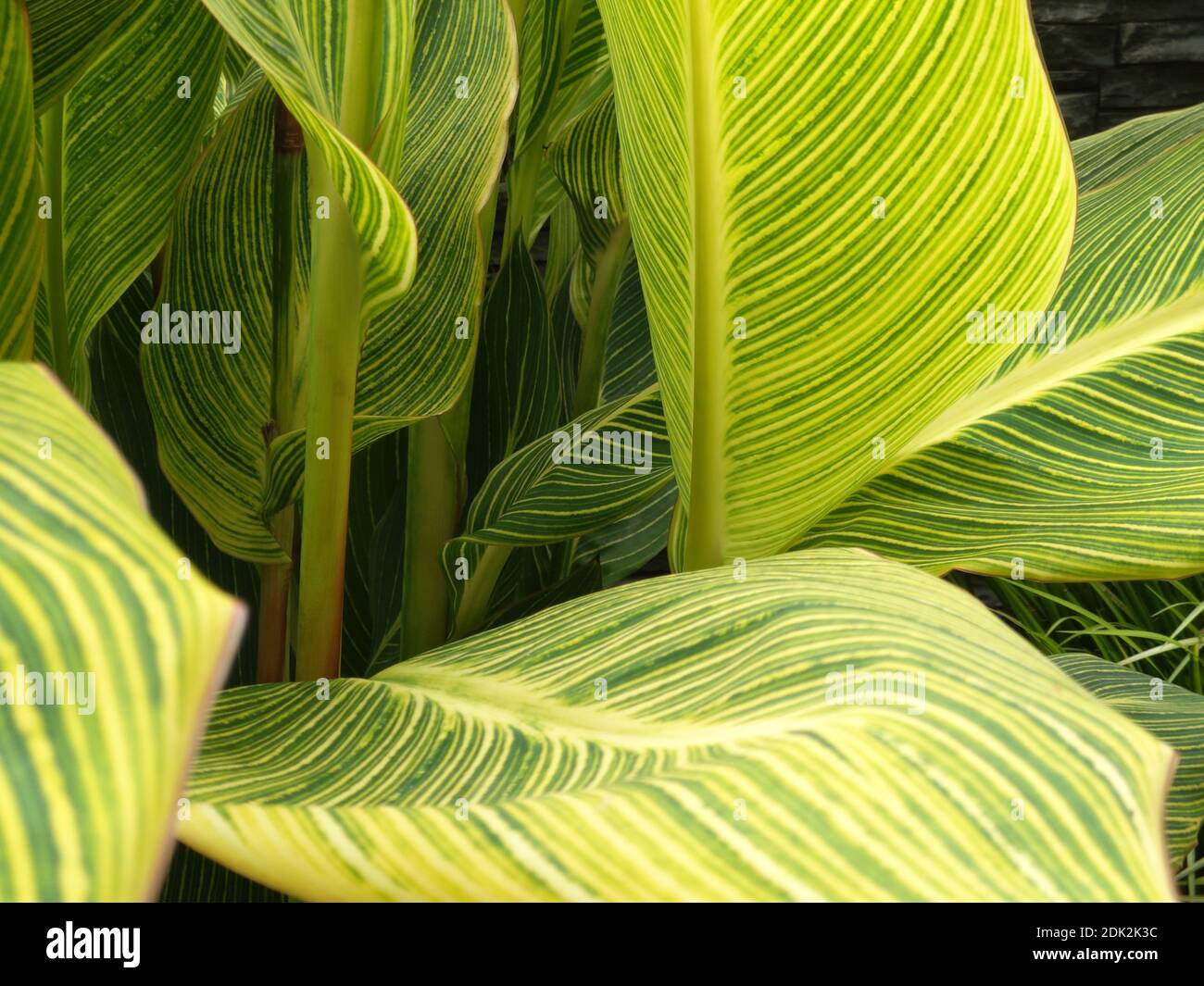 Feuilles de canna Banque de photographies et d’images à haute — free download