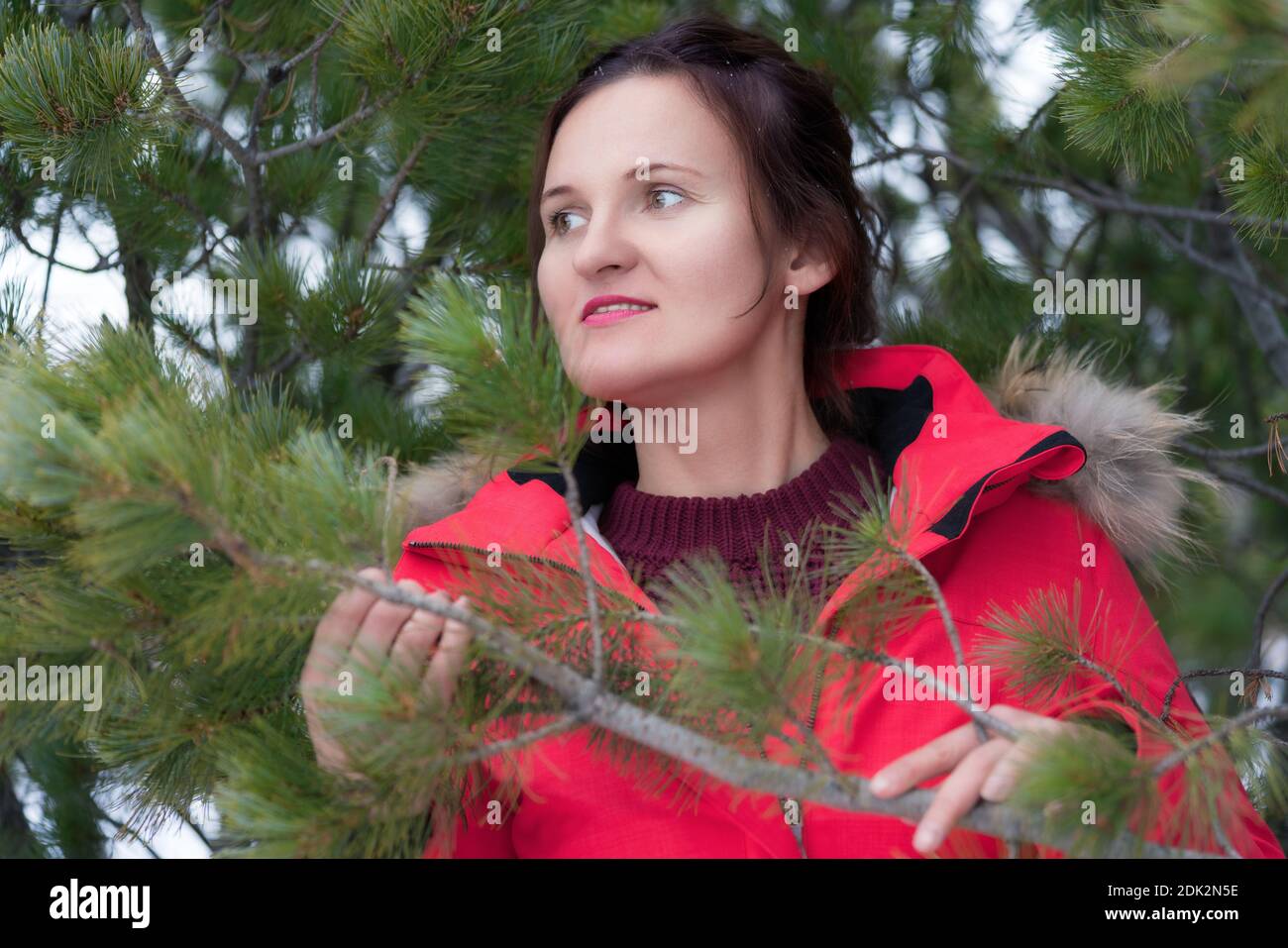 Jolie femme brune aux cheveux longs vêtue d'une veste d'hiver rouge et d'un pull brun debout dans une forêt de pins et tenant une branche avec des aiguilles dans les mains. Banque D'Images