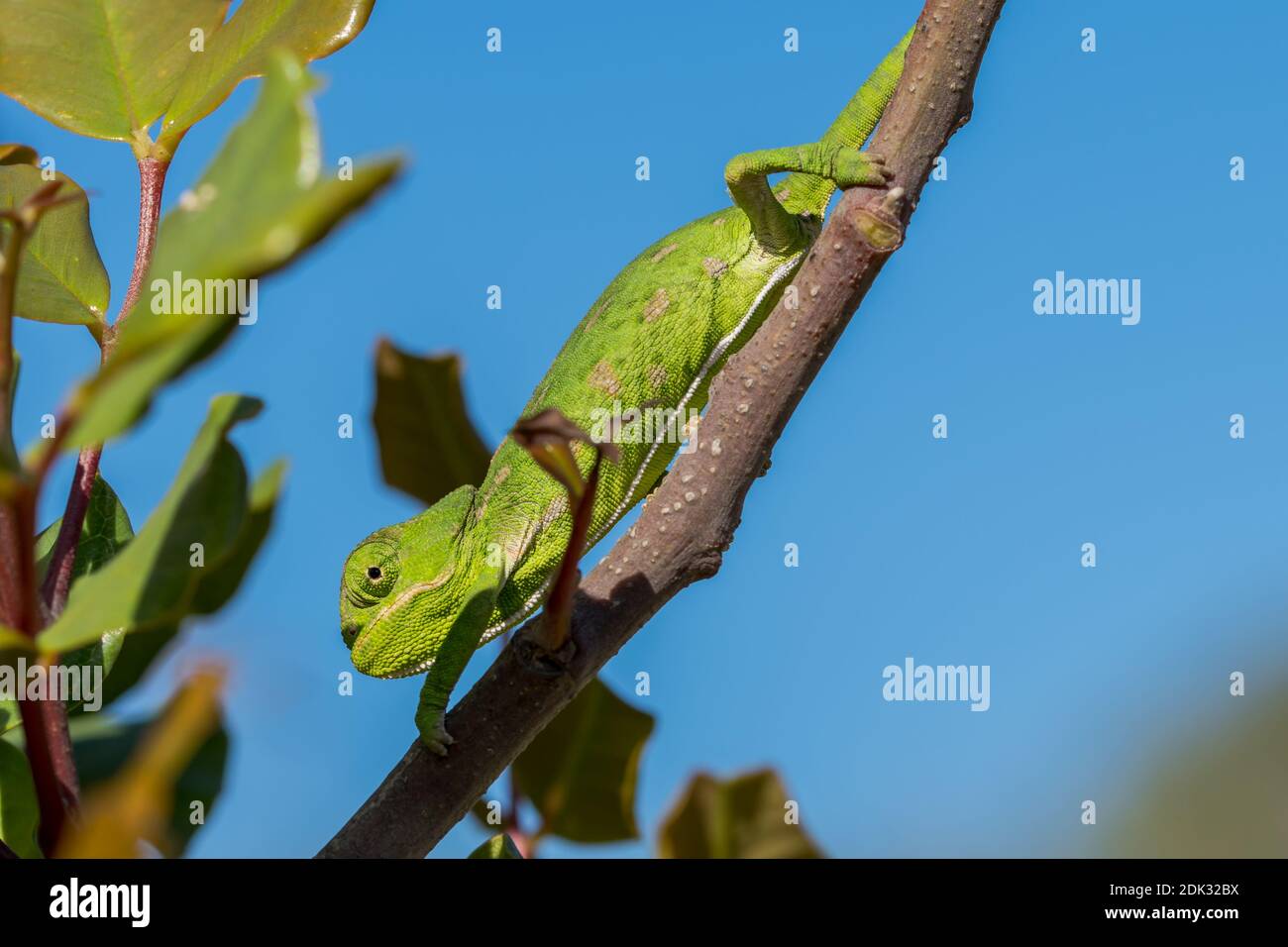 Chameleon Malta Mediterranean Eye To Eye Banque D Image Et Photos Alamy Chameleon Malta Mediterranean Eye To Eye Banque D Image Et Photos Alamy