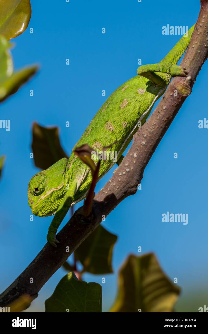 Baby Chameleon Banque D Image Et Photos Page 6 Alamy