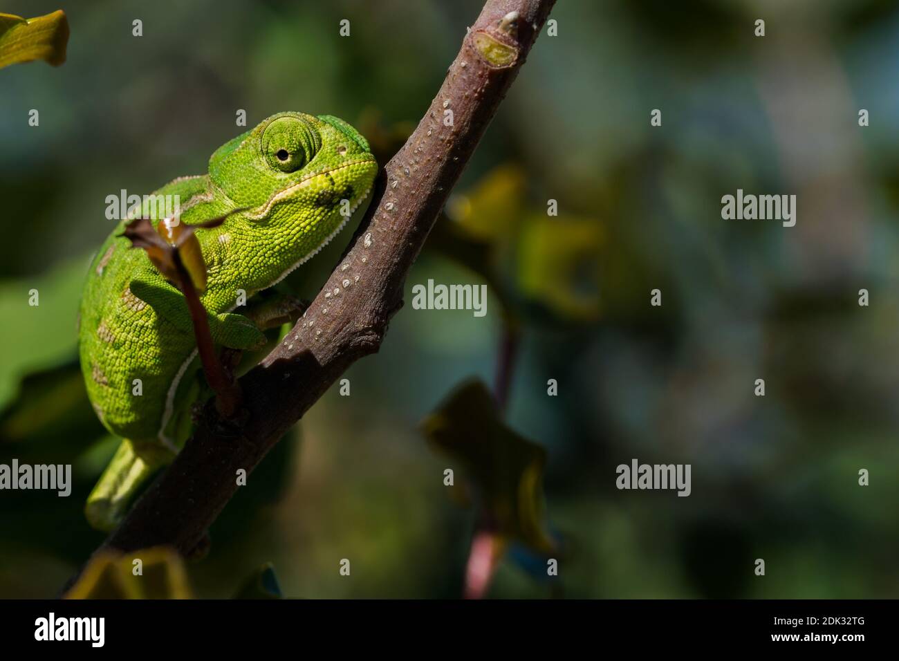 Un Bebe Mediterraneen Chameleon Chamaeleo Chamaeleon Se Deplacant Lentement Sur Une Branche De Caroube Ceratonia Siliqua Dans Les Iles Maltaises Photo Stock Alamy
