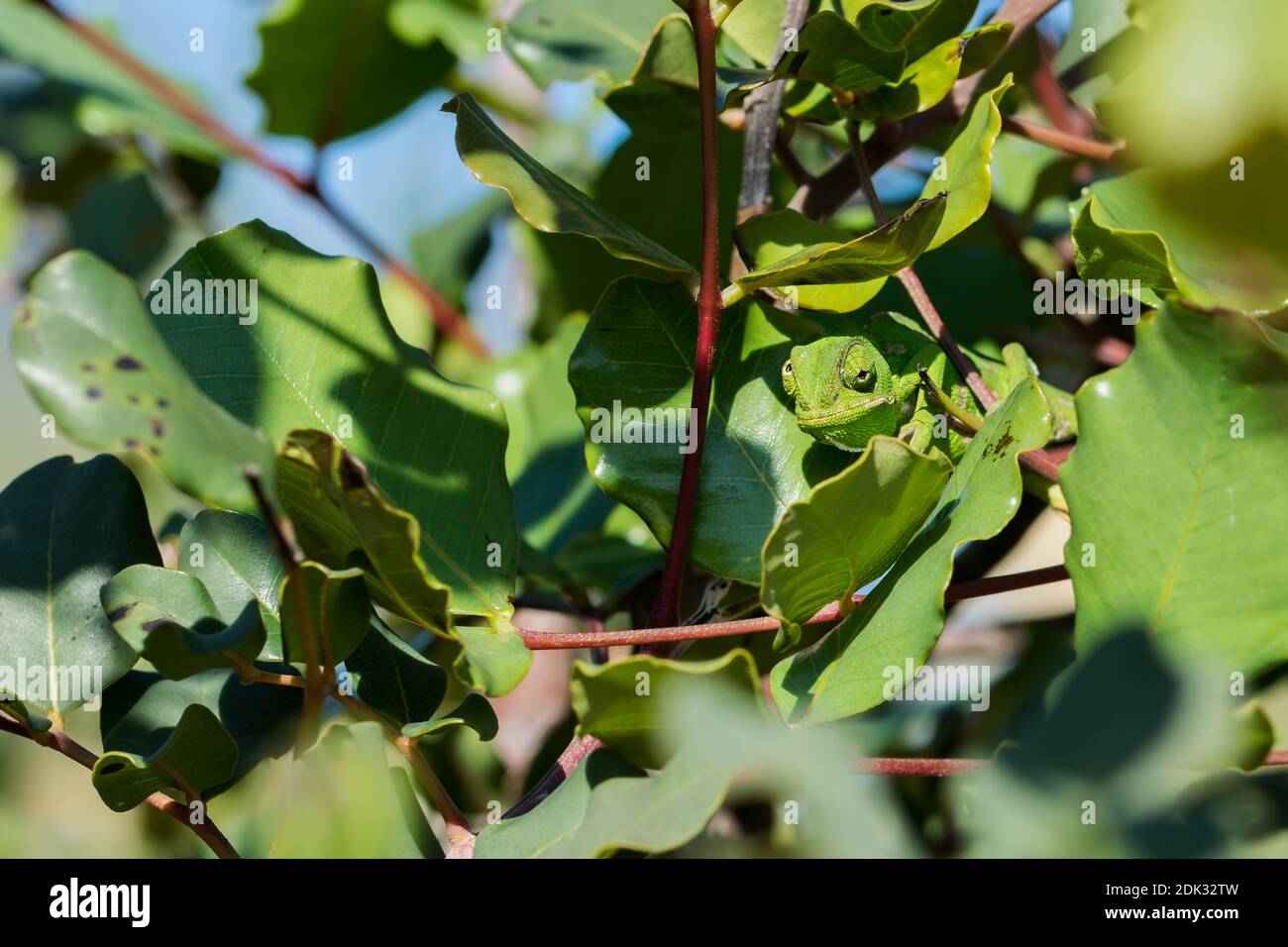 Un Bebe Mediterraneen Chameleon Chamaeleo Chamaeleon Se Deplacant Lentement Sur Une Branche De Caroube Ceratonia Siliqua Dans Les Iles Maltaises Photo Stock Alamy
