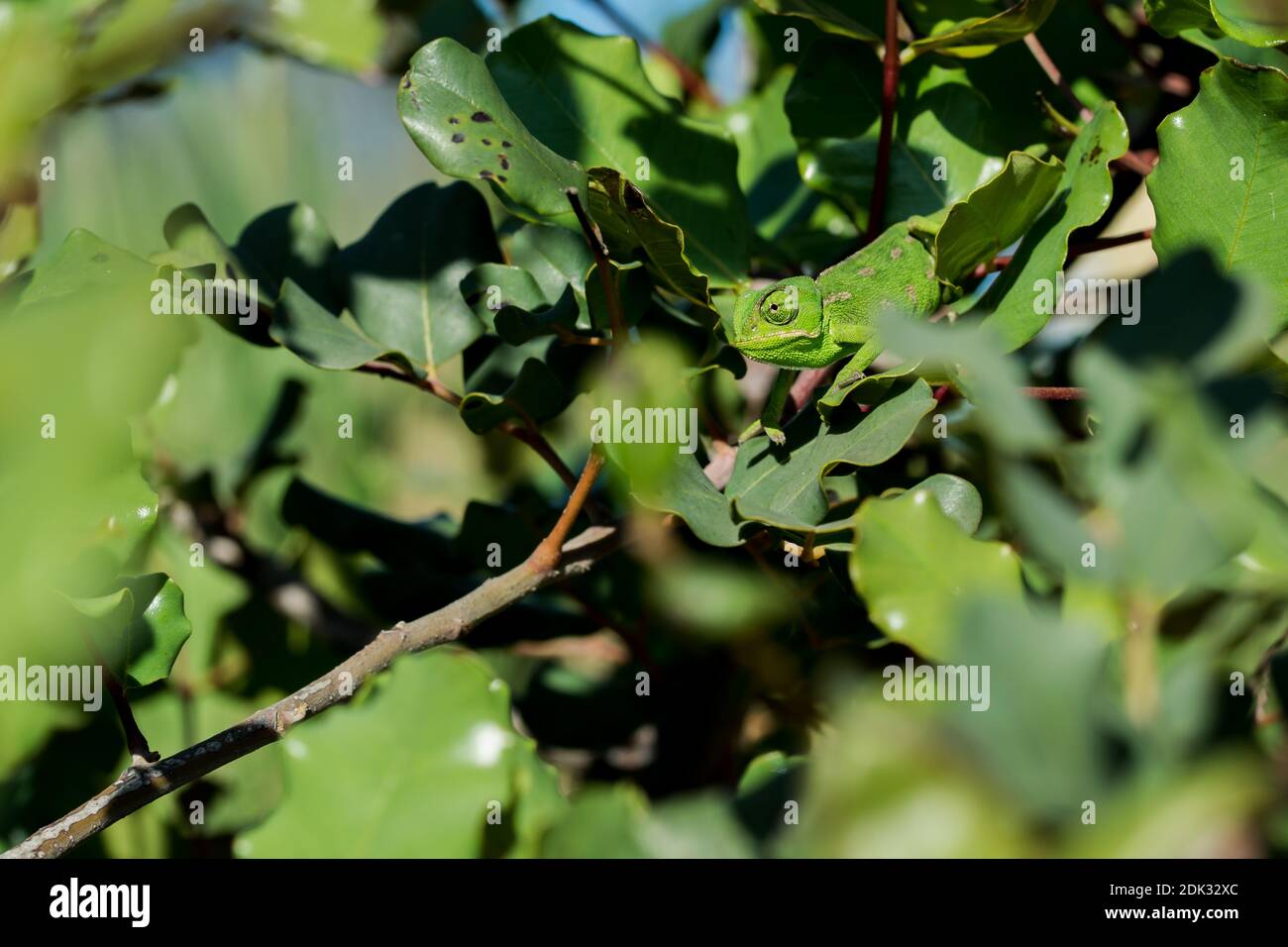 Un Bebe Mediterraneen Chameleon Chamaeleo Chamaeleon Se Deplacant Lentement Sur Une Branche De Caroube Ceratonia Siliqua Dans Les Iles Maltaises Photo Stock Alamy