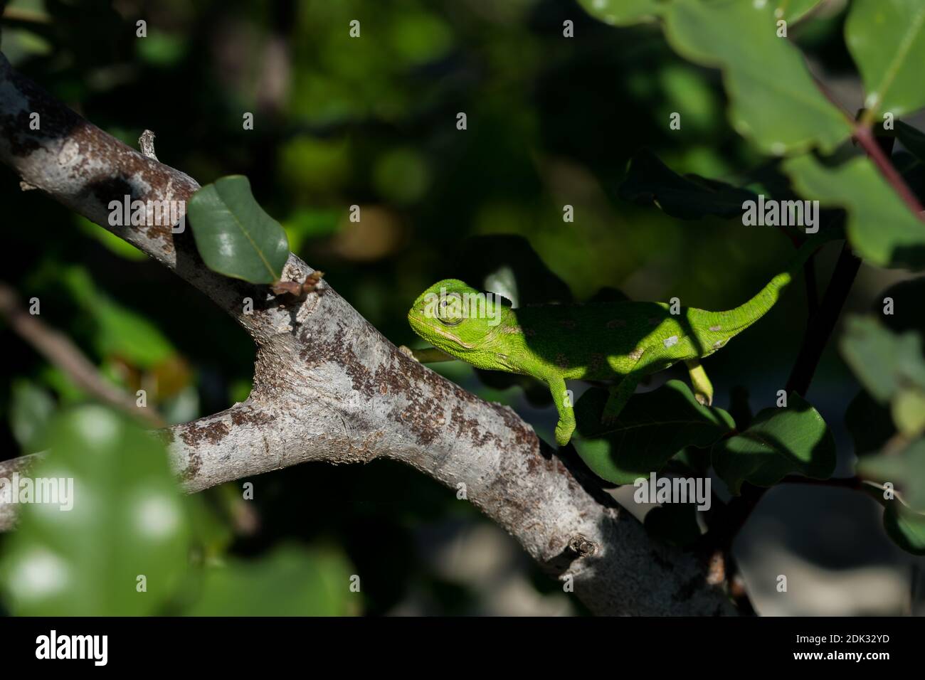 Un Bebe Mediterraneen Chameleon Chamaeleo Chamaeleon Se Deplacant Lentement Sur Une Branche De Caroube Ceratonia Siliqua Dans Les Iles Maltaises Photo Stock Alamy