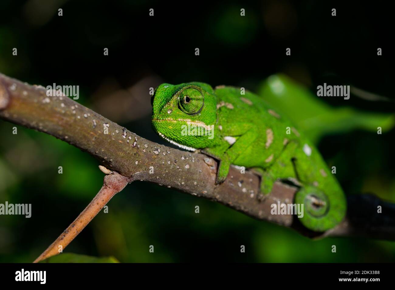 Un Bebe Mediterraneen Chameleon Chamaeleo Chamaeleon Se Deplacant Lentement Sur Une Branche De Caroube Ceratonia Siliqua Dans Les Iles Maltaises Photo Stock Alamy