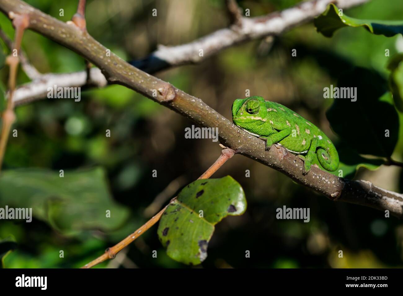 Un Bebe Mediterraneen Chameleon Chamaeleo Chamaeleon Se Deplacant Lentement Sur Une Branche De Caroube Ceratonia Siliqua Dans Les Iles Maltaises Photo Stock Alamy