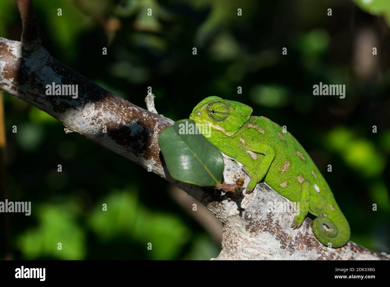 Un Bebe Mediterraneen Chameleon Chamaeleo Chamaeleon Se Deplacant Lentement Sur Une Branche De Caroube Ceratonia Siliqua Dans Les Iles Maltaises Photo Stock Alamy