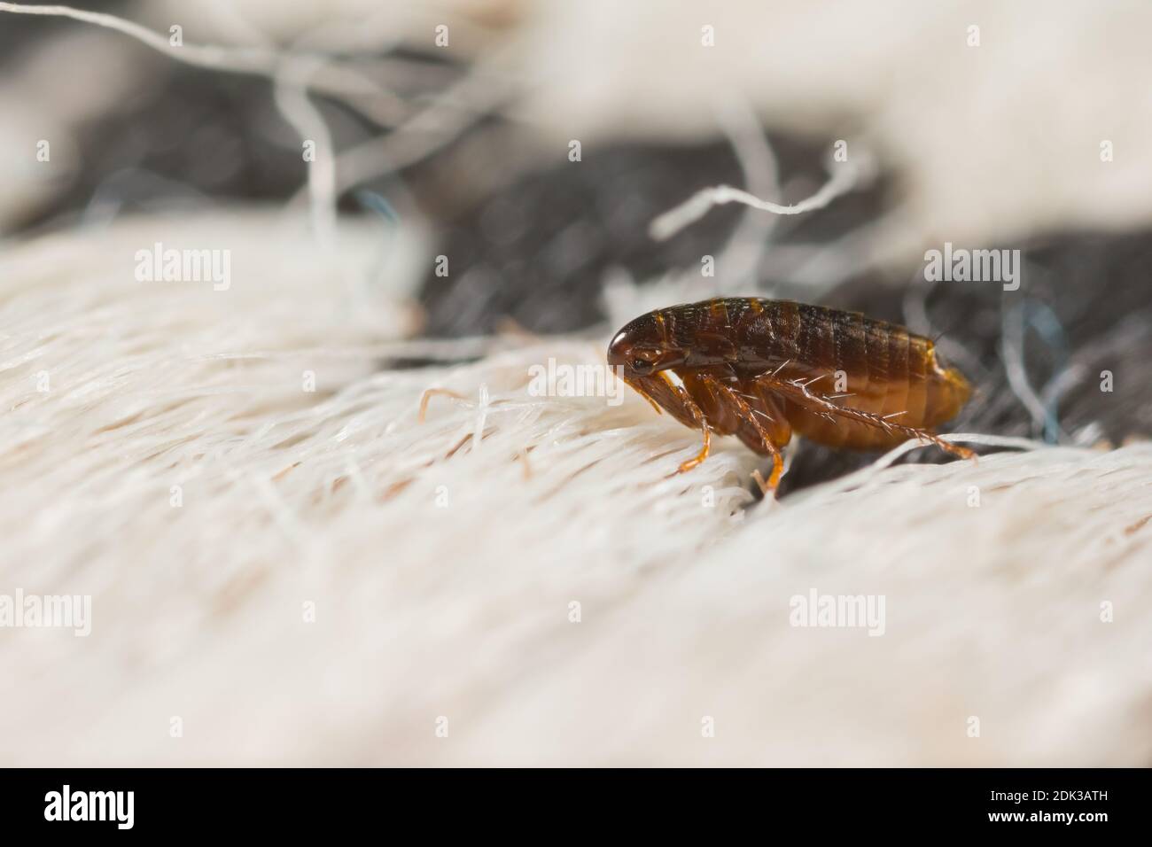 Puce de poulet européenne (Ceratophyllus galginae) Banque D'Images