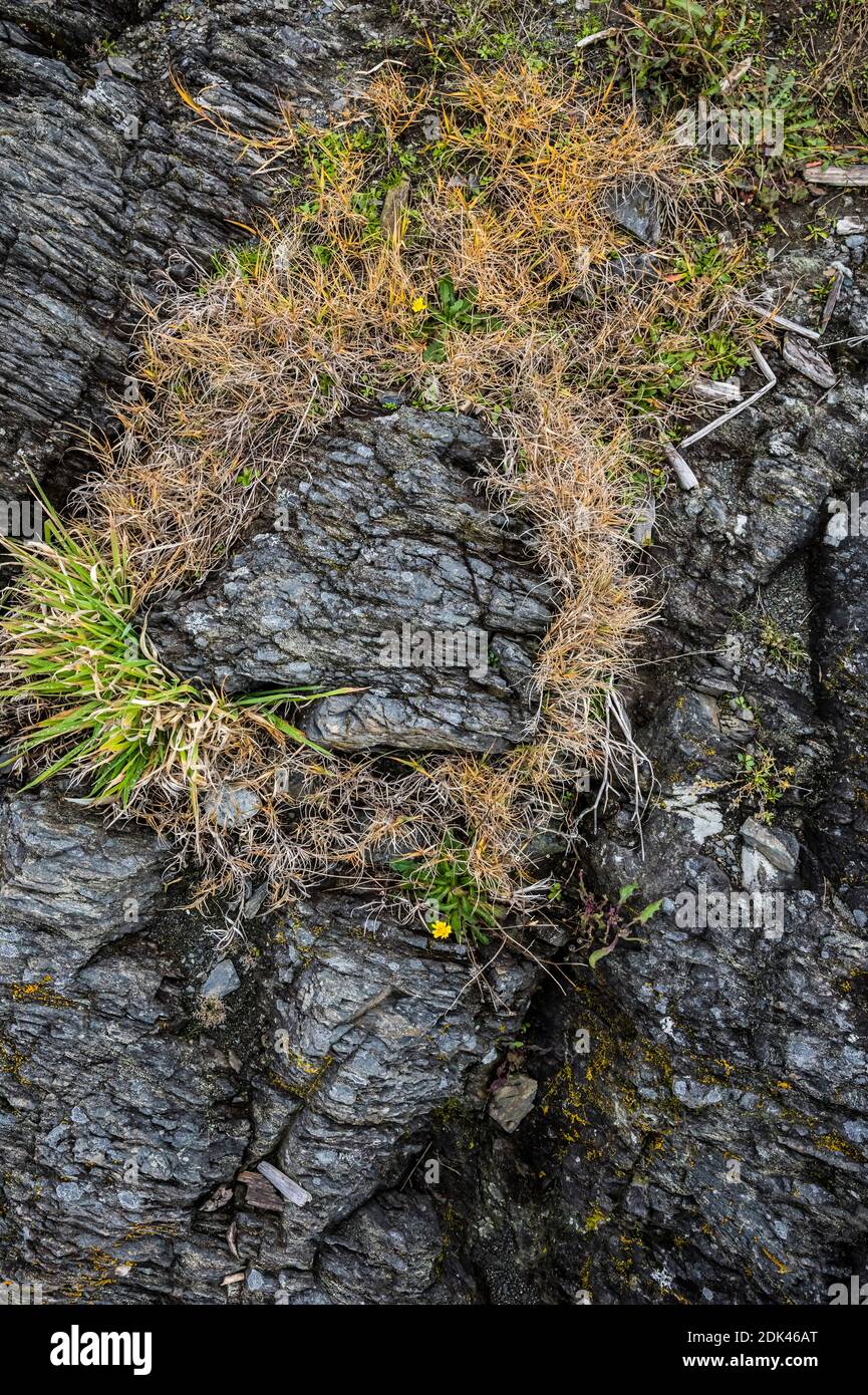 Herbe qui pousse des fissures dans les rochers le long du rivage dans le parc historique national d'American Camp sur l'île de San Juan, Washington, États-Unis. Banque D'Images