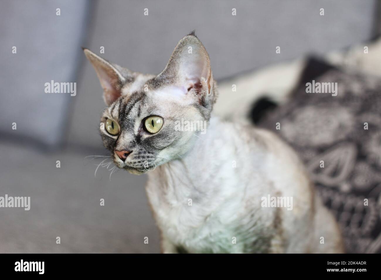 Devon Rex Cat Photo Stock Alamy