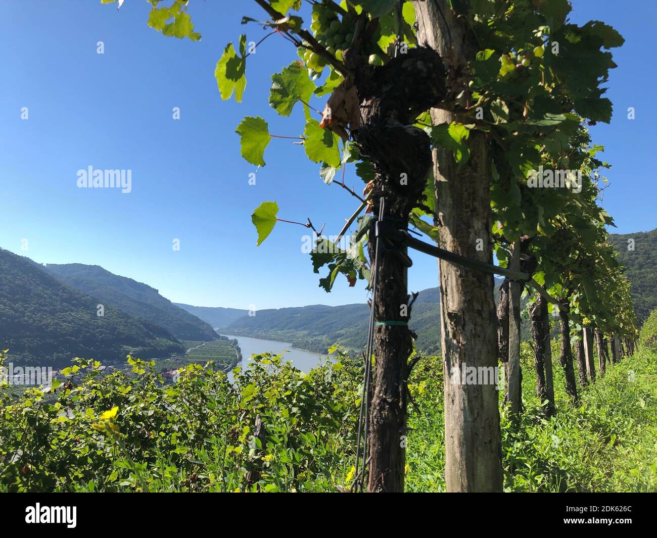 Spitz an der Donau, Weinberg, vue depuis la colline du mille Bucket sur le Danube, Wachau, Basse-Autriche Banque D'Images