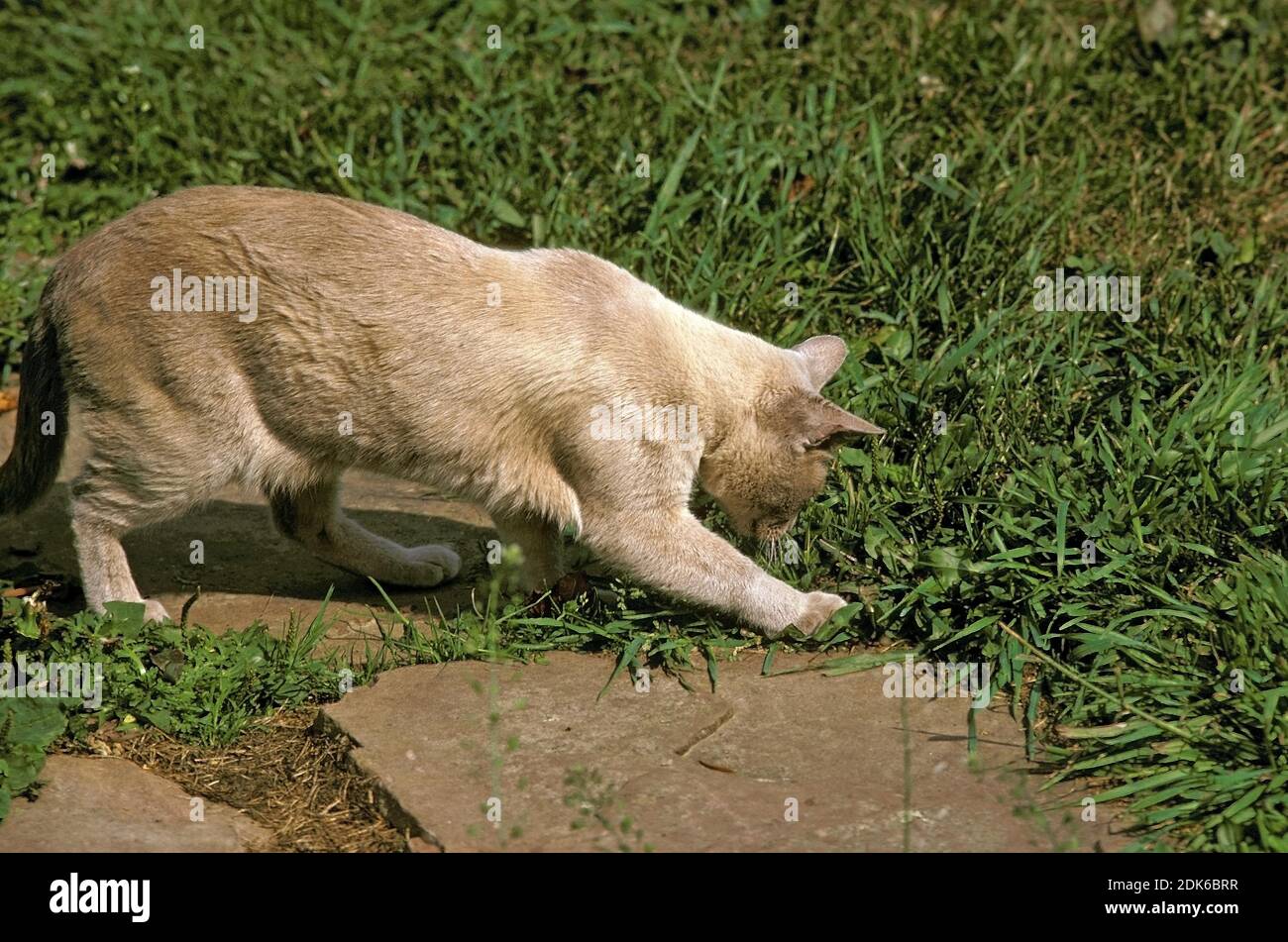 Souris de chasse au chat domestique lilas birman Banque D'Images