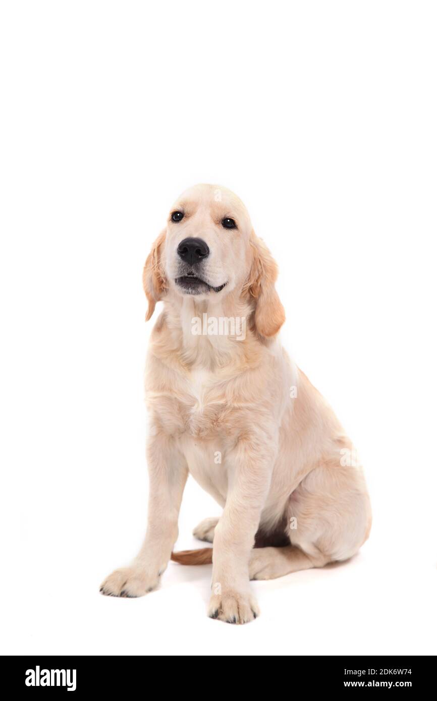 Un Golden Retriever se trouve sur un arrière-plan blanc isolé et regarde la caméra. Photo de haute qualité Banque D'Images