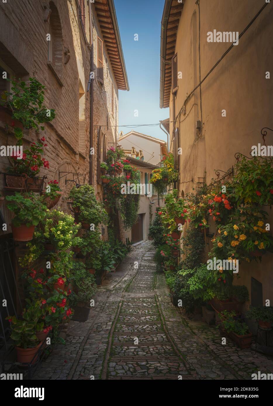 Spello Infiorata rue du village, plantes et fleurs attachées aux murs. Pérouse, Ombrie, Italie, Europe. Banque D'Images