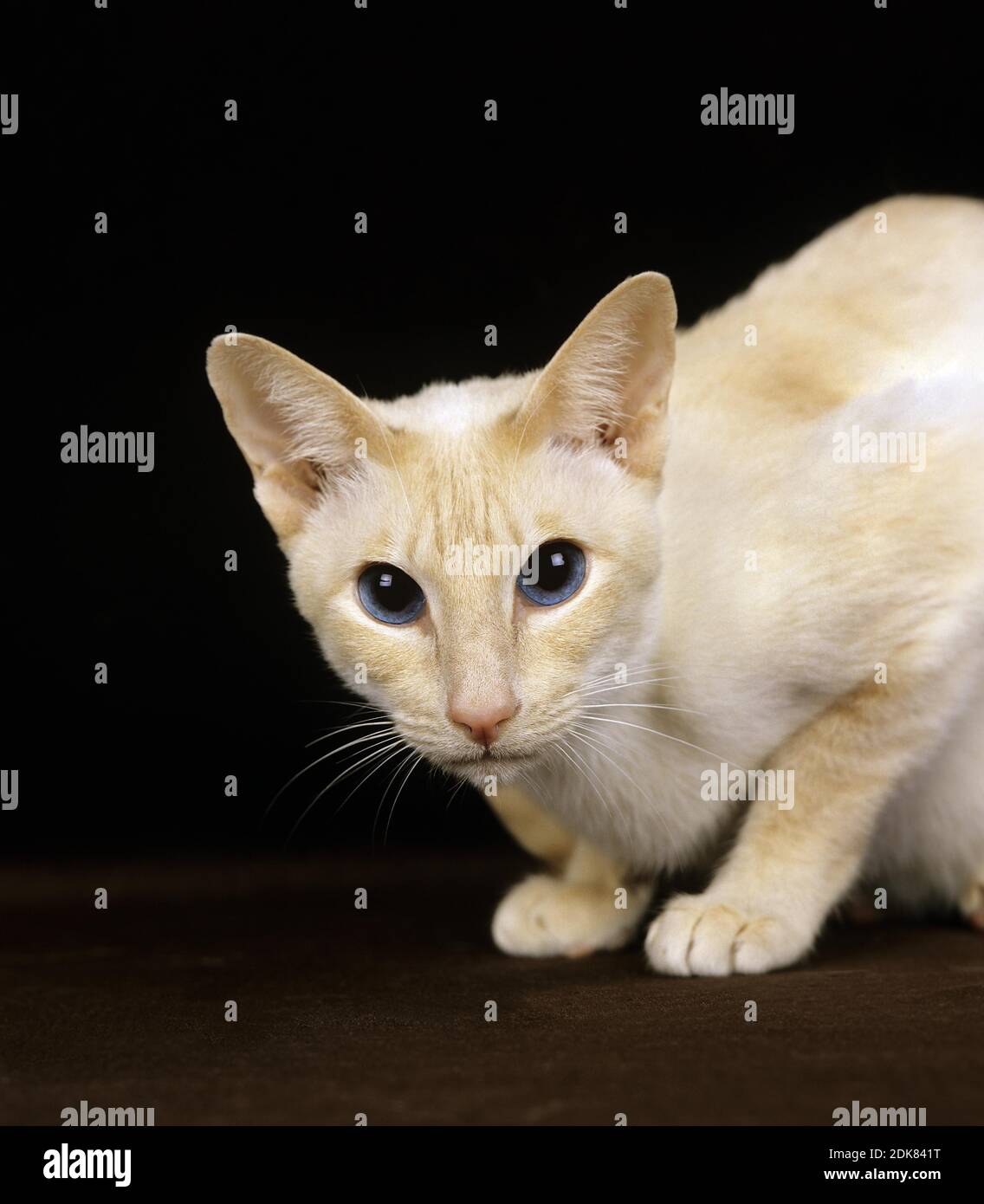 Chat Domestique Siamois Point Rouge Banque D Image Et Photos Alamy