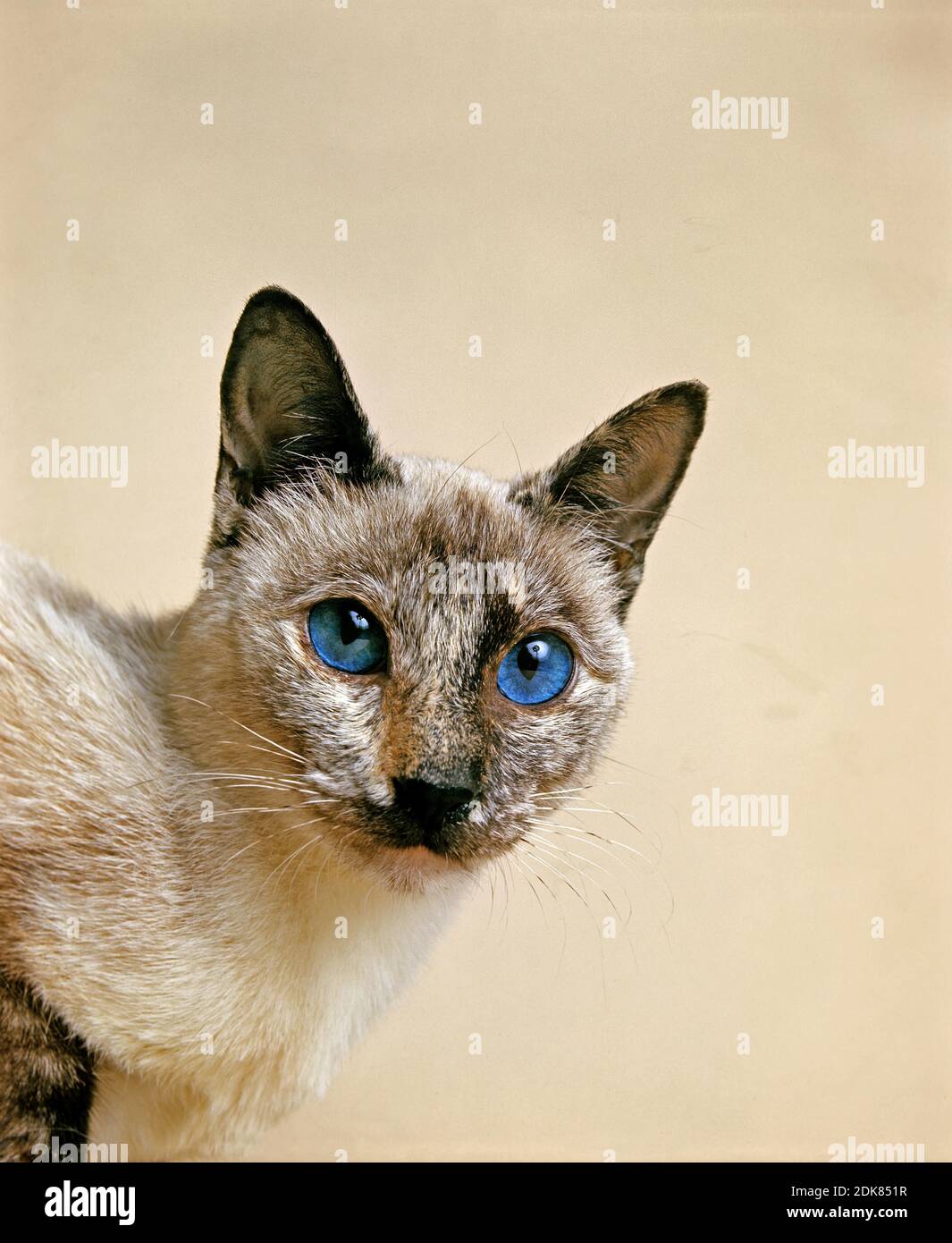 Tortie Point Siamese chat domestique, Portrait d'adulte avec les yeux bleus Banque D'Images