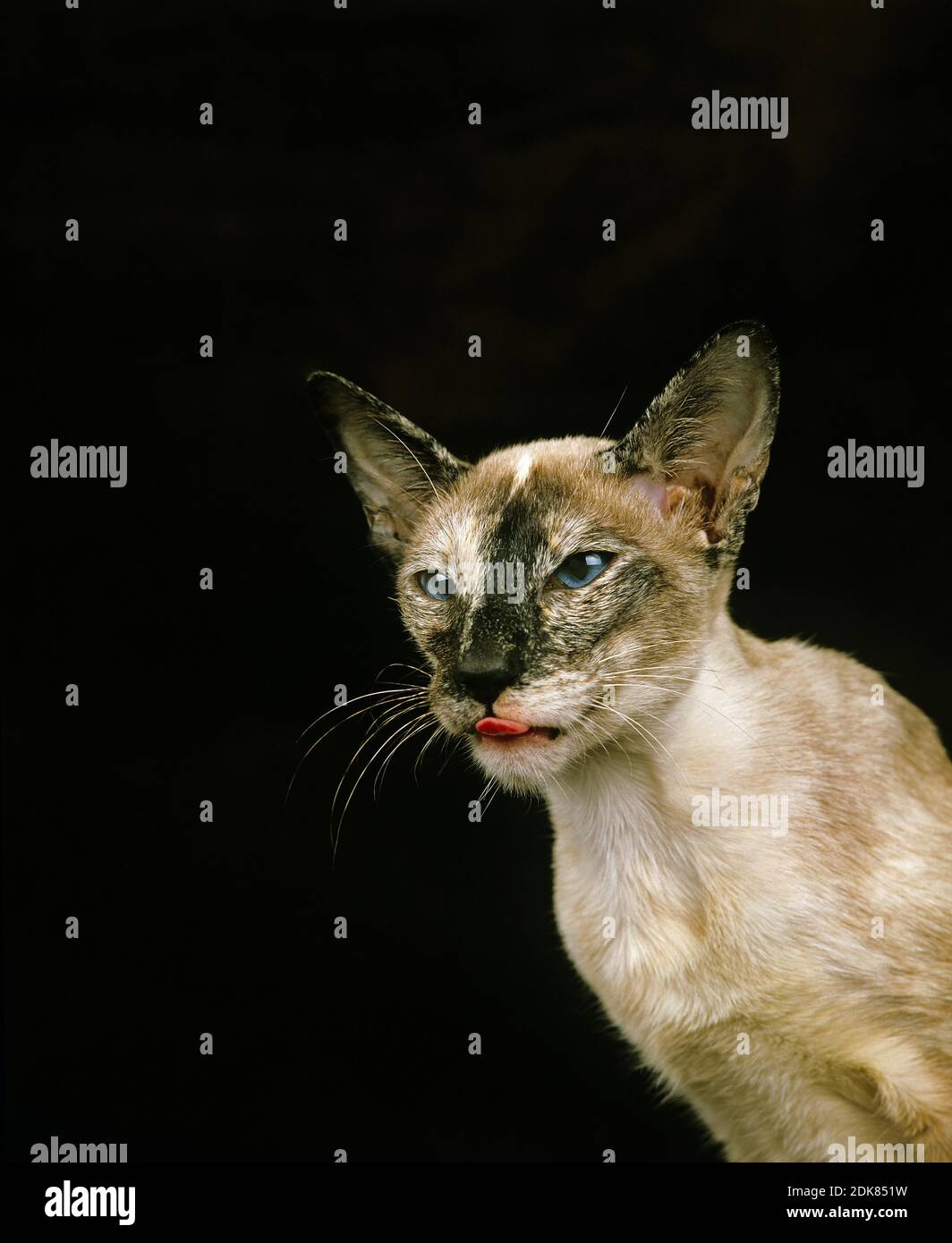 Tortie point Siamese chat domestique, Portrait d'adulte Banque D'Images