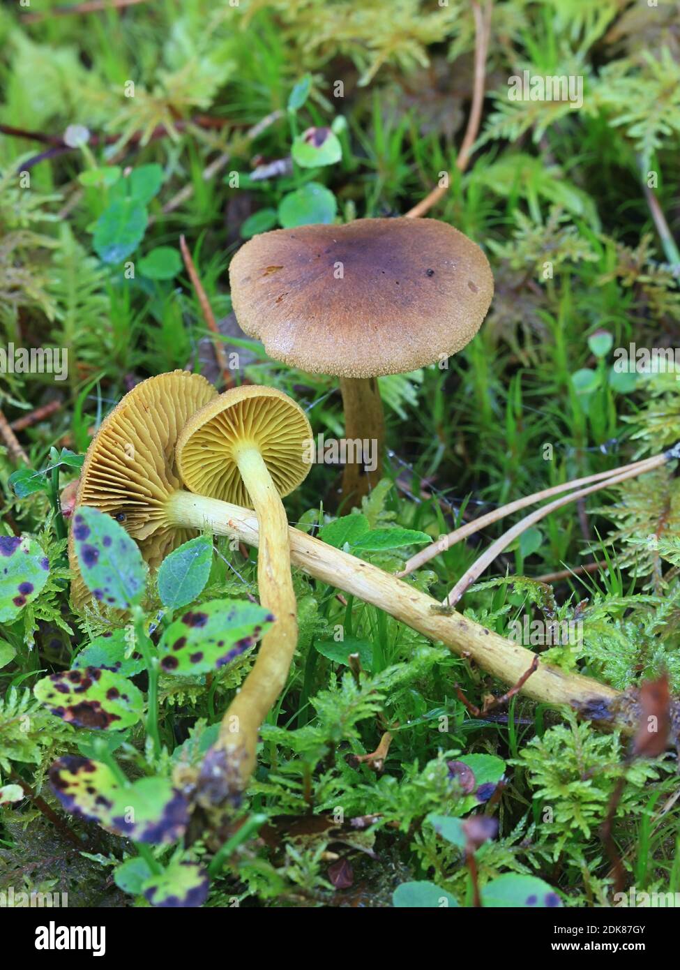 Cortinarius croceus, également appelé Dermocybe crocea, chapeau de Saffron, champignon sauvage de Finlande Banque D'Images