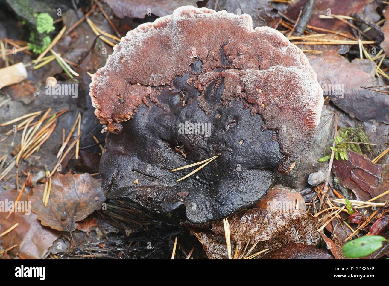 Hydnellum ferrugineum, connu sous le nom de la dent mealy ou du champignon de la colonne corky brun rougeâtre, champignons sauvages de Finlande Banque D'Images