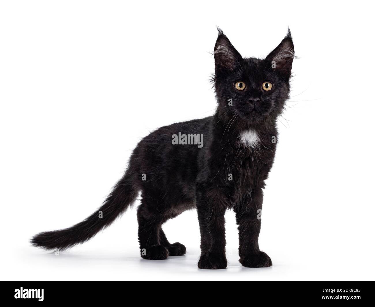 Mignon Noir Maine Coon Chat Chaton Avec Tache Blanche Debout Sur Les Cotes Regardant Vers L Appareil Photo Isole Sur Fond Blanc Photo Stock Alamy