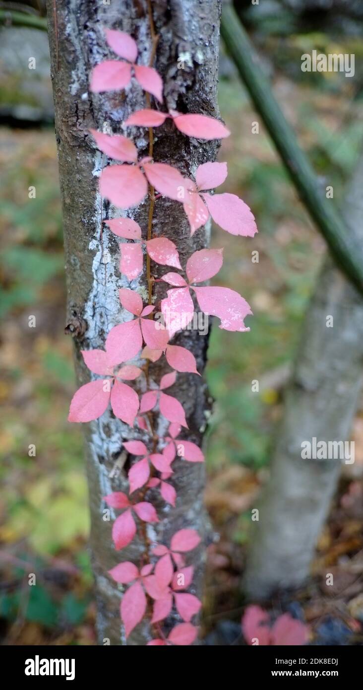 Réservoir Ashokan, plante, feuilles, couleurs d'automne, Banque D'Images