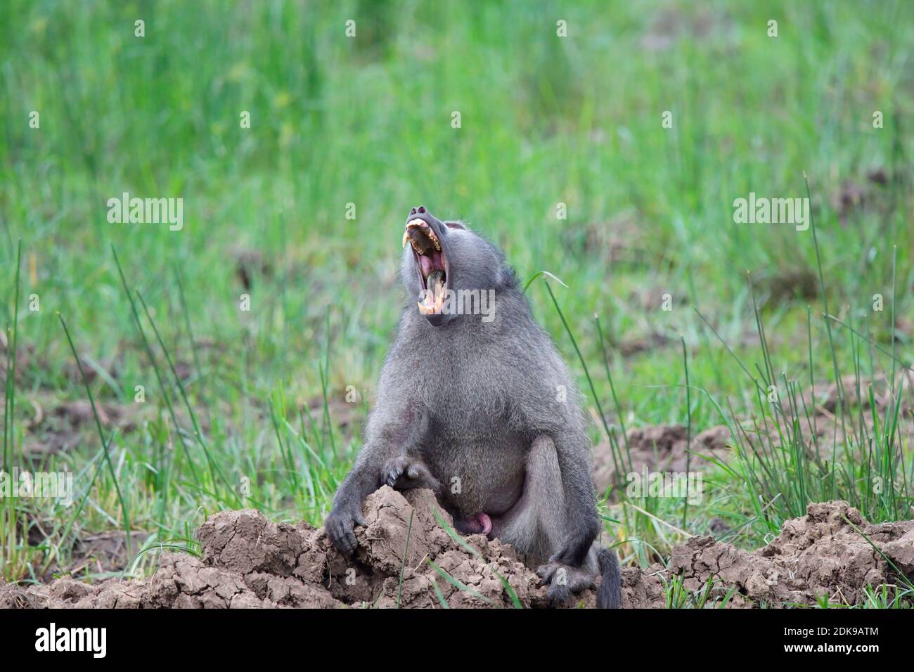 Chacma Baboon (Papio ursinus) mâle dominant. Banque D'Images