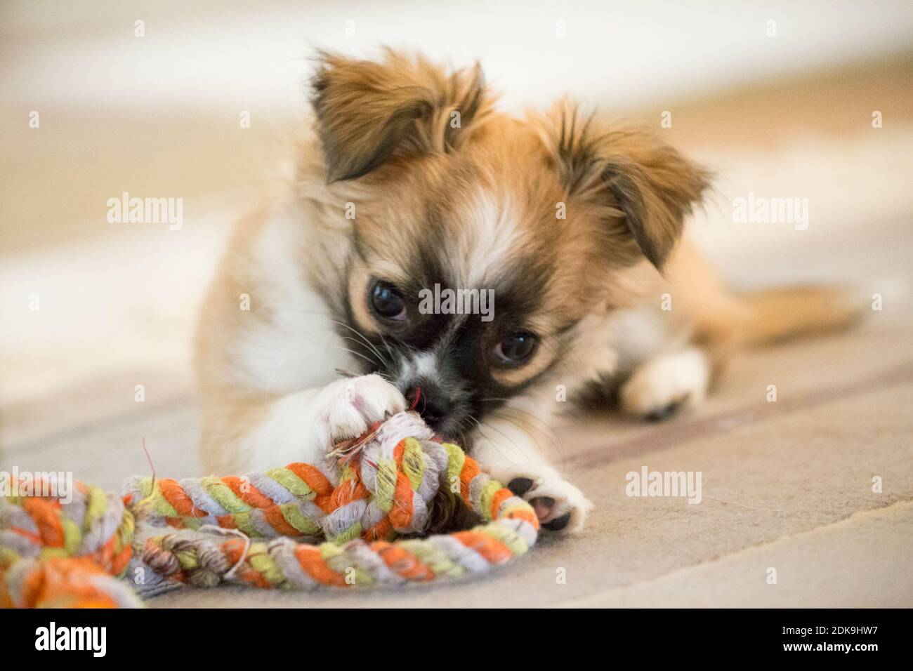 Chihuahua (à poil long) chiot avec jouet Photo Stock - Alamy